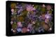 USA, Florida. Floral bounty-Hollice Looney-Premier Image Canvas