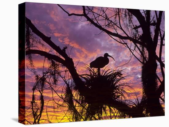 USA, Florida. Ibis on Nest at Sunset-Jaynes Gallery-Premier Image Canvas