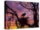 USA, Florida. Ibis on Nest at Sunset-Jaynes Gallery-Premier Image Canvas