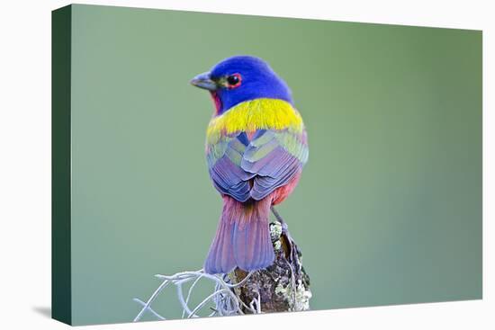 USA, Florida, Immokalee, Male Painted Bunting Perched on Branch-Bernard Friel-Premier Image Canvas