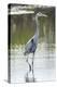 USA, Florida, Merritt Island, Nwr, Great Blue Heron-Jim Engelbrecht-Premier Image Canvas