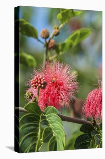 USA, Florida, New Smyrna Beach, Calliandra, Powder Puff Plant-Jim Engelbrecht-Premier Image Canvas