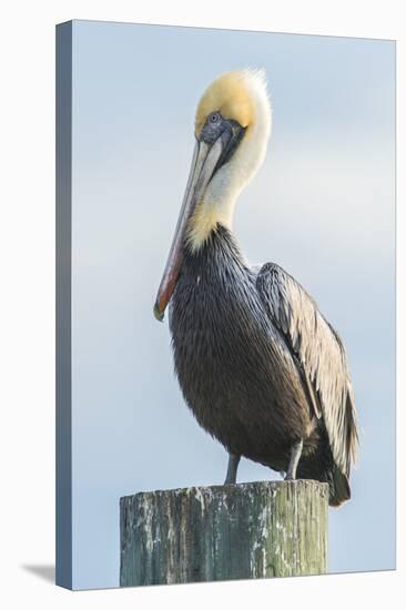 USA, Florida, New Smyrna Beach, Pelican Perched on Pylon-Jim Engelbrecht-Premier Image Canvas
