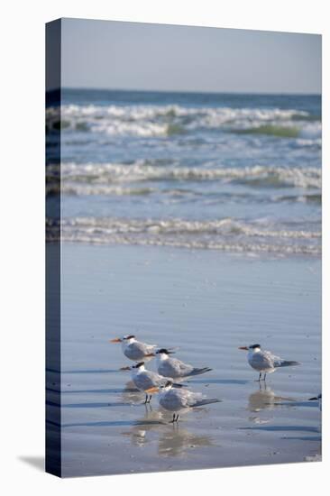 USA, Florida, New Smyrna Beach, Royal Terns on beach.-Lisa S. Engelbrecht-Premier Image Canvas