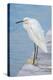 USA, Florida, New Smyrna Beach, Snowy Egret on dock.-Jim Engelbrecht-Premier Image Canvas