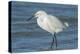 USA, Florida, New Smyrna Beach, Snowy Egret-Jim Engelbrecht-Premier Image Canvas