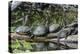 USA, Florida, Orange City, St. Johns River, Blue Spring SP, turtles.-Jim Engelbrecht-Premier Image Canvas