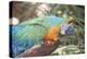 USA, Florida, Orlando. Blue-and-Yellow Macaw at Gatorland.-Lisa S. Engelbrecht-Premier Image Canvas