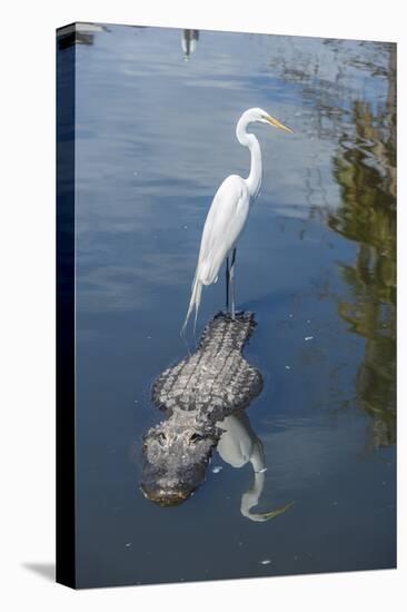 USA, Florida, Orlando, Egret Riding on Alligator, Gatorland-Lisa S^ Engelbrecht-Premier Image Canvas