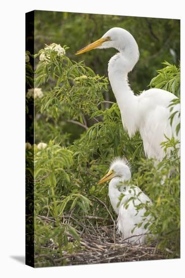 USA, Florida, Orlando. Great Egret and baby egret at Gatorland.-Lisa S. Engelbrecht-Premier Image Canvas