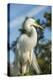 USA, Florida, Orlando. Great Egret at Gatorland.-Lisa S^ Engelbrecht-Premier Image Canvas