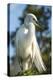 USA, Florida, Orlando, Great Egret, Gatorland-Lisa S. Engelbrecht-Premier Image Canvas