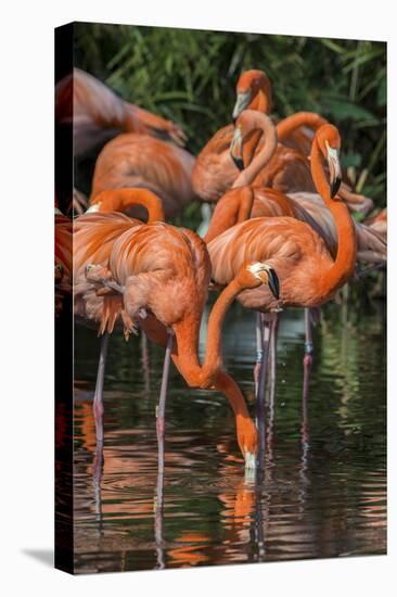 USA, Florida, Orlando. Pink Flamingos at Gatorland.-Jim Engelbrecht-Premier Image Canvas