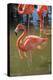 USA, Florida, Orlando. Pink Flamingos at Gatorland.-Lisa S^ Engelbrecht-Premier Image Canvas