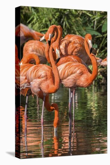 USA, Florida, Orlando, Pink Flamingos, Gatorland-Jim Engelbrecht-Premier Image Canvas