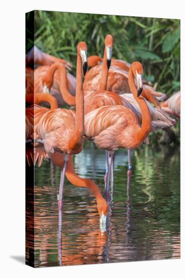 USA, Florida, Orlando, Pink Flamingos, Gatorland-Jim Engelbrecht-Premier Image Canvas