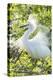 USA, Florida, Orlando. Snowy Egret at Gatorland.-Jim Engelbrecht-Premier Image Canvas