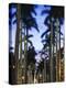 USA, Florida, Palm Beach, Palms on Royal Palm Way-Walter Bibikow-Premier Image Canvas