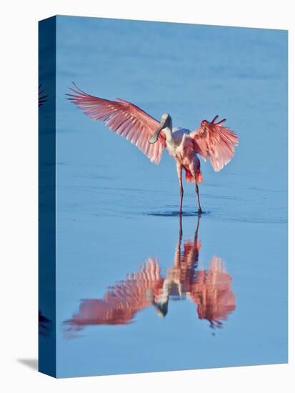 USA, Florida, Sanibel Island, Ding Darling National Wildlife Reserve, Roseate Spoonbill-Bernard Friel-Premier Image Canvas