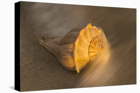 USA, Florida, Sanibel Island. Lightning whelk shell on beach sand.-Jaynes Gallery-Premier Image Canvas