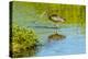 USA, Florida, Sarasota, Myakka River State Park, Wading Bird, Feeding, Glossy Ibis-Bernard Friel-Premier Image Canvas