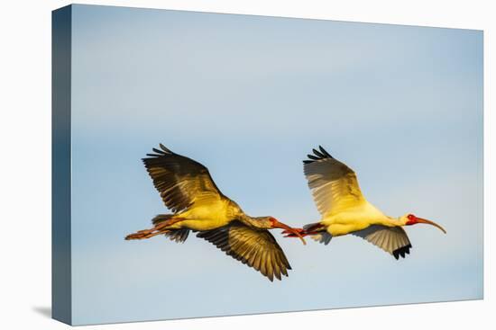 USA, Florida, Sarasota, Myakka River State Park, White Ibis flying-Bernard Friel-Premier Image Canvas