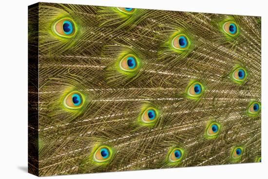 USA, Florida, St. Augustine, Tail feathers of male peacock during breeding season.-Joanne Wells-Premier Image Canvas