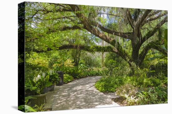 USA, Florida. Tropical garden with palm trees and living oak covered in Spanish moss.-Anna Miller-Premier Image Canvas