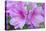 USA, Ga, Pine Mountain, Callaway Gardens, Azalea Flower-Rob Tilley-Premier Image Canvas