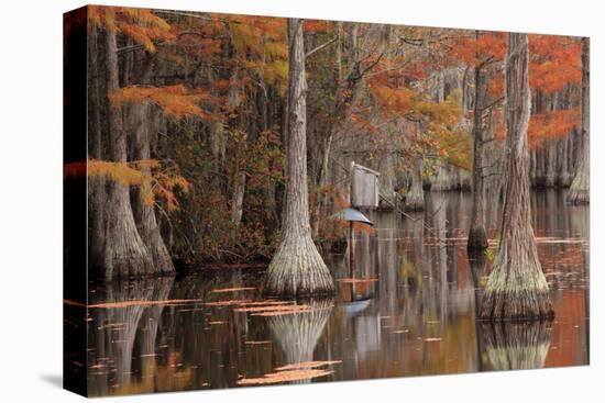 USA, George Smith State Park, Georgia. Fall cypress trees with wood duck box.-Joanne Wells-Premier Image Canvas