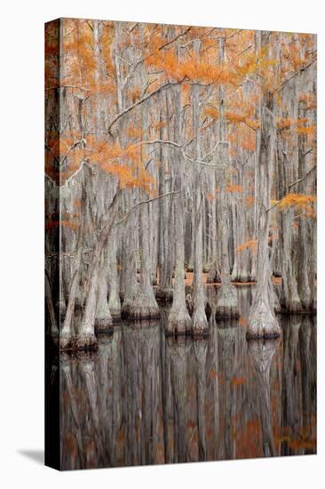 USA, George Smith State Park, Georgia. Fall cypress trees.-Joanne Wells-Premier Image Canvas