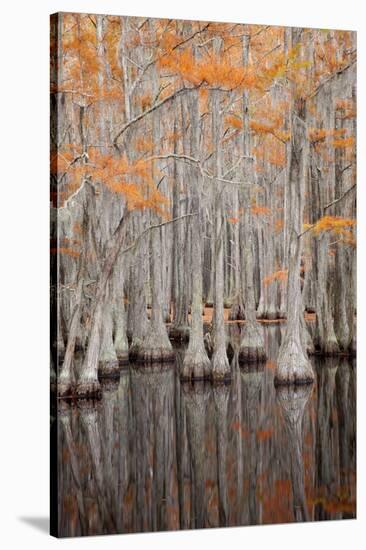 USA, George Smith State Park, Georgia. Fall cypress trees.-Joanne Wells-Premier Image Canvas