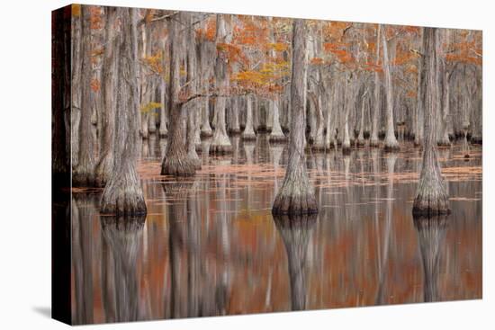 USA, Georgia. Cypress trees in the fall at George Smith State Park.-Joanne Wells-Premier Image Canvas