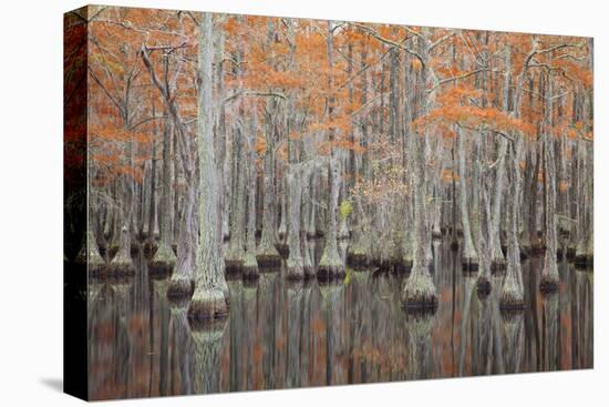 USA, Georgia. Cypress trees in the fall at George Smith State Park.-Joanne Wells-Premier Image Canvas