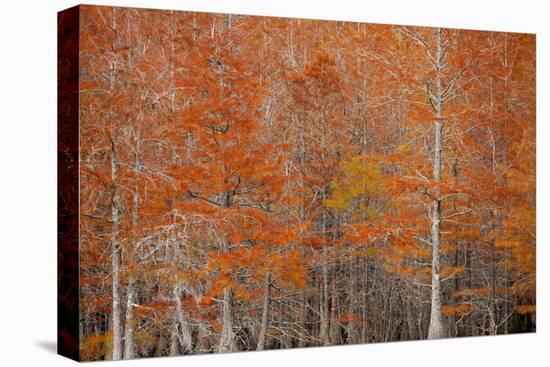 USA, Georgia. Cypress trees in the fall at George Smith State Park.-Joanne Wells-Premier Image Canvas