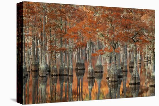 USA, Georgia, Fall Cypress Trees at George Smith State Park-Joanne Wells-Premier Image Canvas