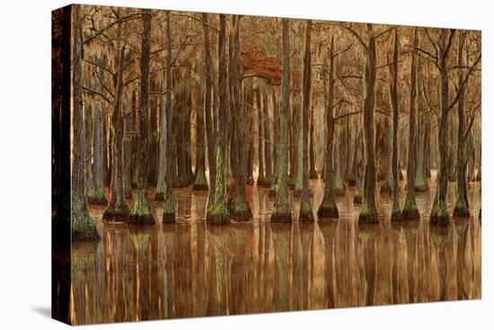 USA, Georgia, Fall cypress trees with reflections-Joanne Wells-Premier Image Canvas