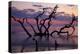 USA, Georgia, Jekyll Island, Driftwood Beach at Sunrise-Joanne Wells-Premier Image Canvas