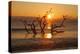 USA, Georgia. Jekyll Island, Driftwood Beach at sunrise.-Joanne Wells-Premier Image Canvas