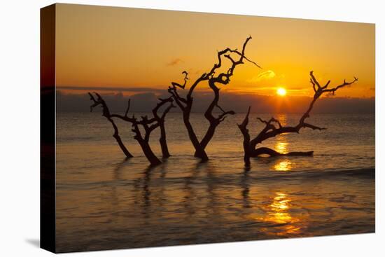 USA, Georgia. Jekyll Island, Driftwood Beach at sunrise.-Joanne Wells-Premier Image Canvas