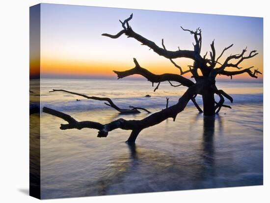 USA, Georgia. Jekyll Island, tree, ocean-George Theodore-Premier Image Canvas