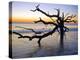 USA, Georgia. Jekyll Island, tree, ocean-George Theodore-Premier Image Canvas