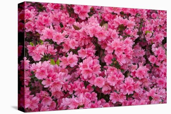 USA, Georgia, Savannah. Azaleas in bloom-Joanne Wells-Premier Image Canvas