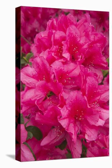 USA, Georgia, Savannah. Azaleas in bloom-Joanne Wells-Premier Image Canvas