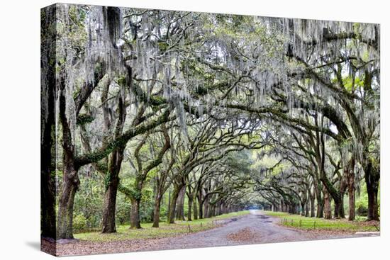USA, Georgia, Savannah. drive at entrance to plantation-Hollice Looney-Premier Image Canvas