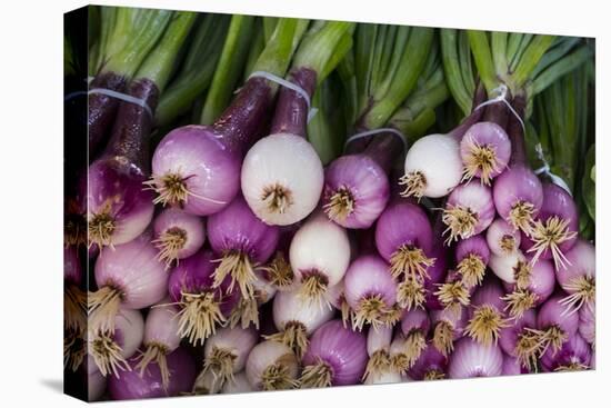 Usa, Georgia, Savannah, Fresh onions at Forsyth Market in downtown Savannah.-Joanne Wells-Premier Image Canvas