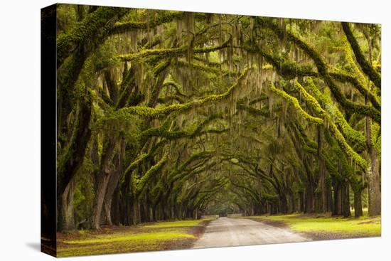 USA, Georgia, Savannah, Oak Lined Drive at Wormsloe Plantation-Joanne Wells-Premier Image Canvas