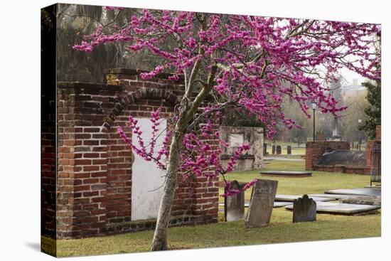 USA, Georgia, Savannah, Red Bud Tree in Colonial Park Cemetery-Joanne Wells-Premier Image Canvas