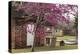 USA, Georgia, Savannah, Red Bud Tree in Colonial Park Cemetery-Joanne Wells-Premier Image Canvas