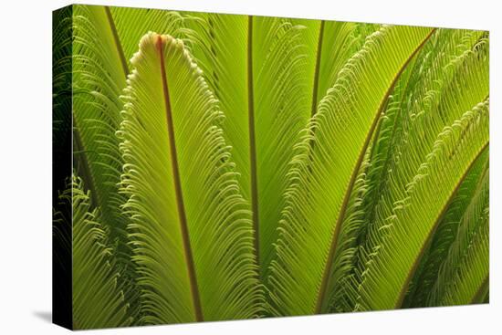 USA, Georgia, Savannah. Spring frond growth of a sago palm.-Joanne Wells-Premier Image Canvas